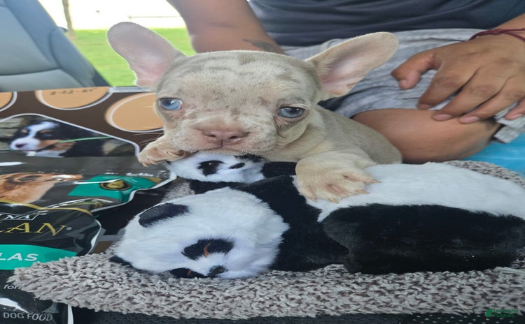 French Bulldog dogs for sale - Ad 4