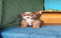 Havanese dogs for sale: Shadow - Image 6