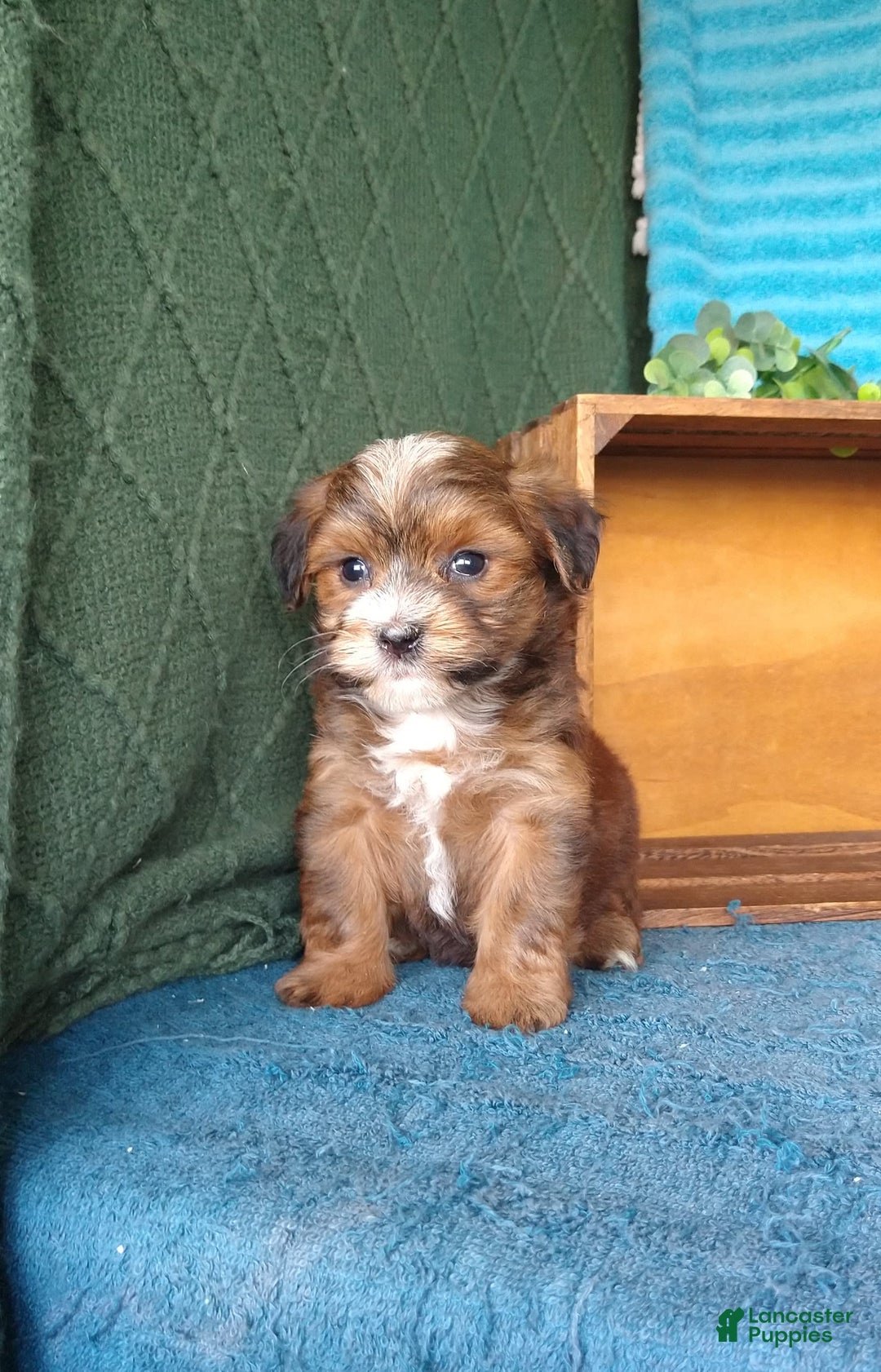 Havanese dogs for sale: Shadow - Image 6