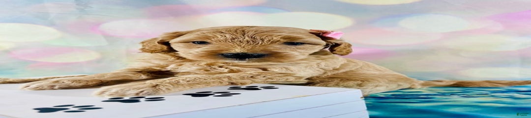 Donut