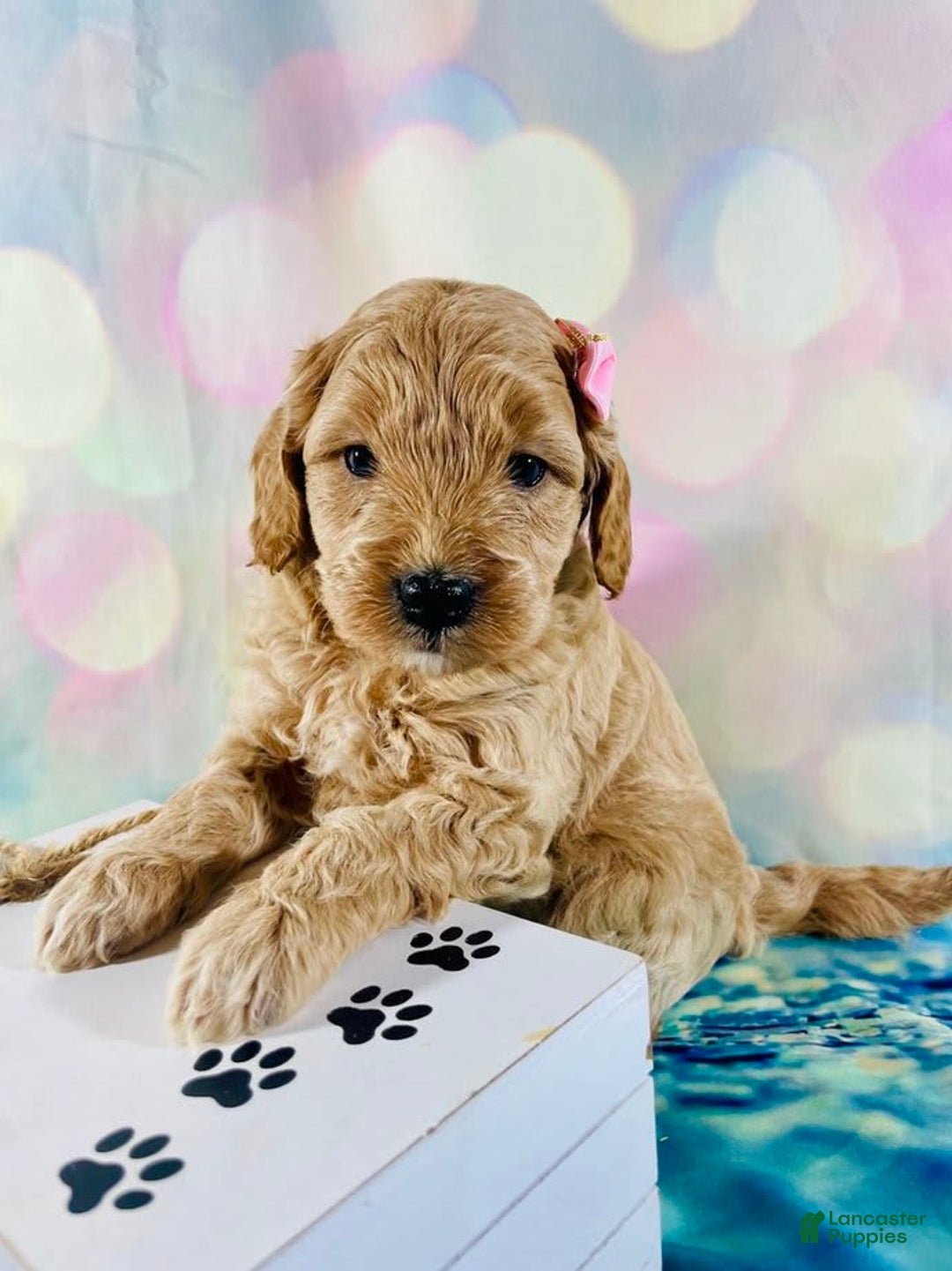 Mini Goldendoodle dogs for sale: Donut - Image 11