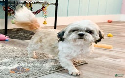 Shih Tzu dogs for sale: Kaden Drew - Image 4