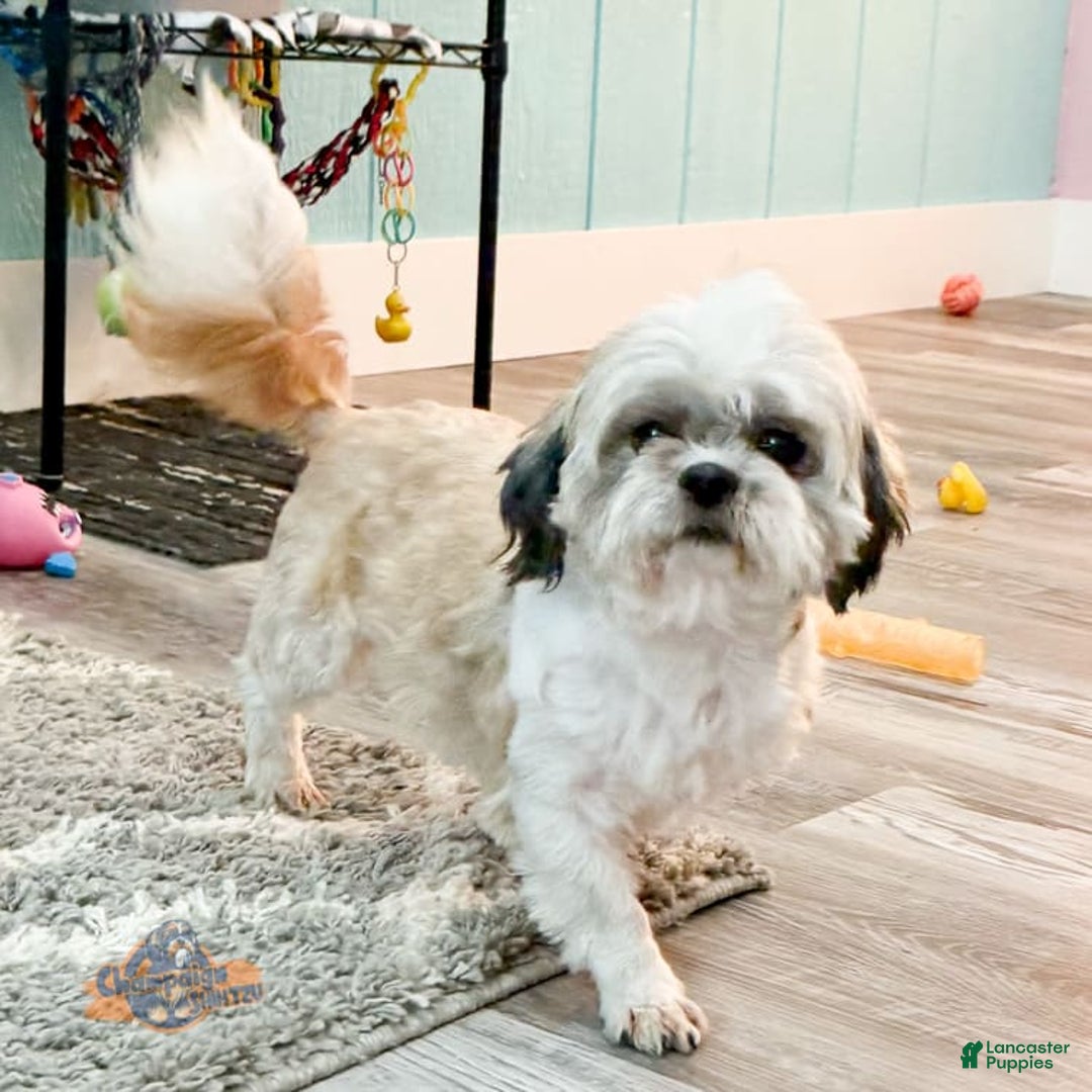 Shih Tzu dogs for sale: Kaden Drew - Image 4