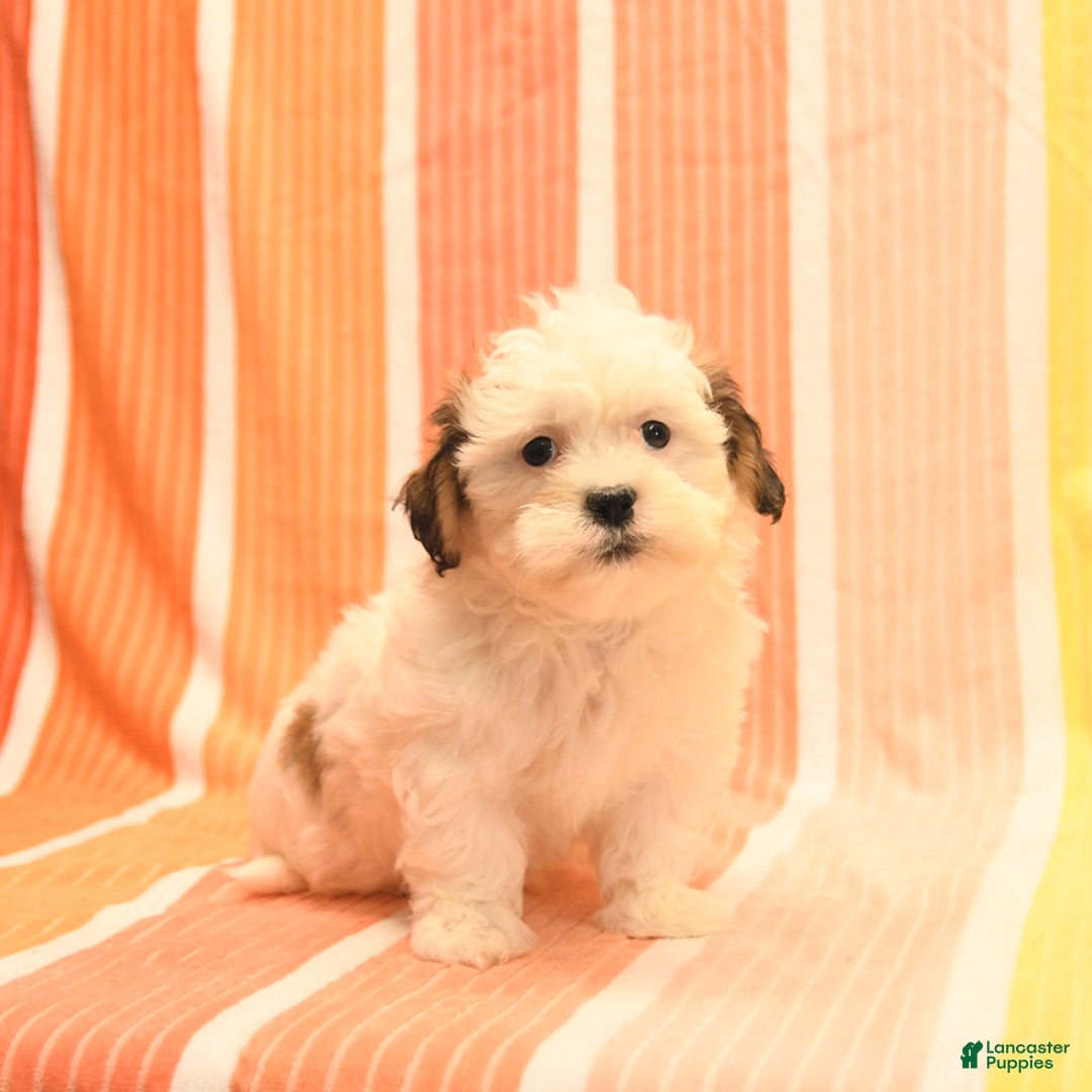 Havanese dogs for sale: Phillip - Image 1