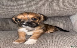Morkie dogs for sale: Cooper - Image 2