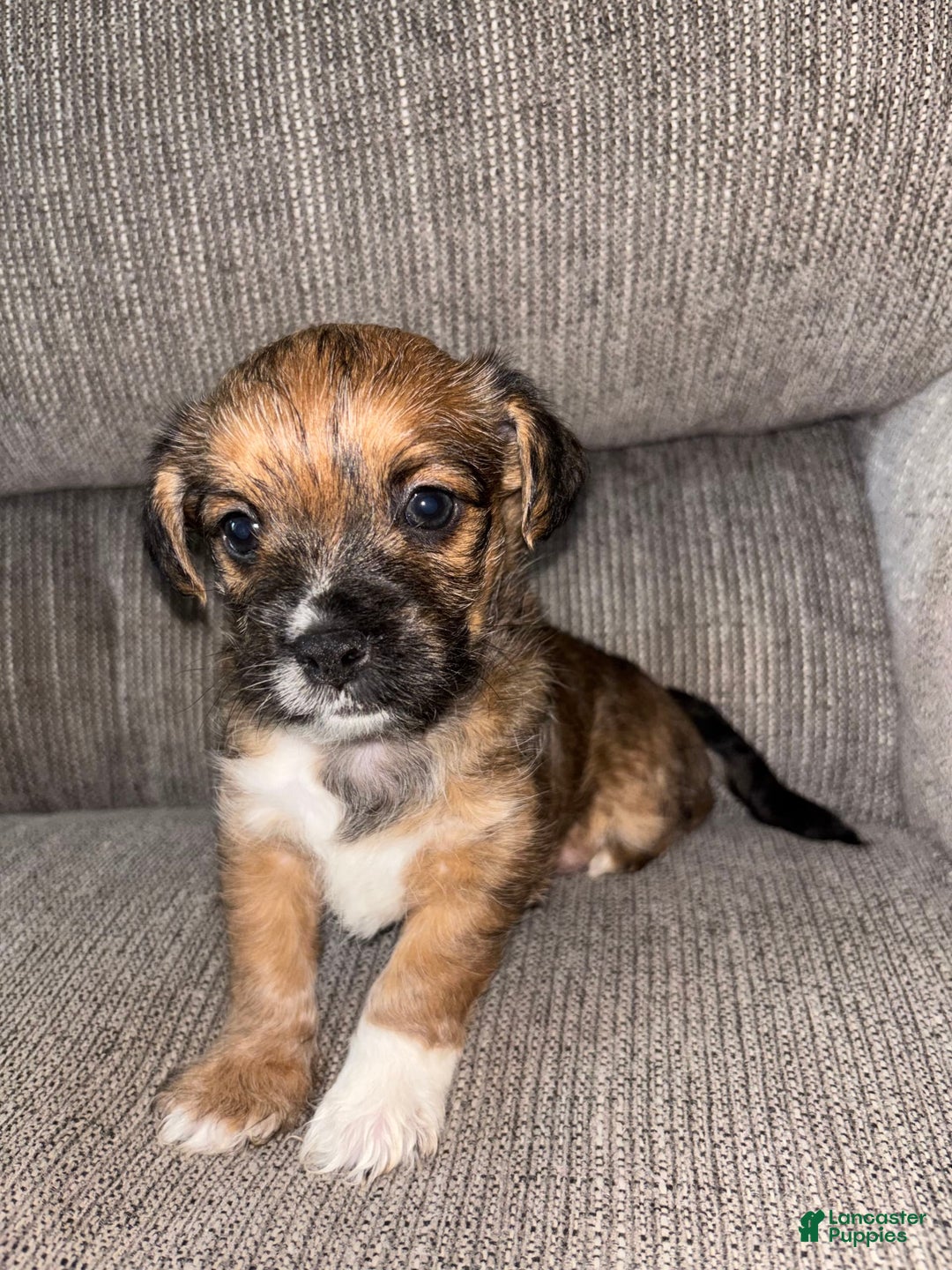 Morkie dogs for sale: Cooper - Image 2