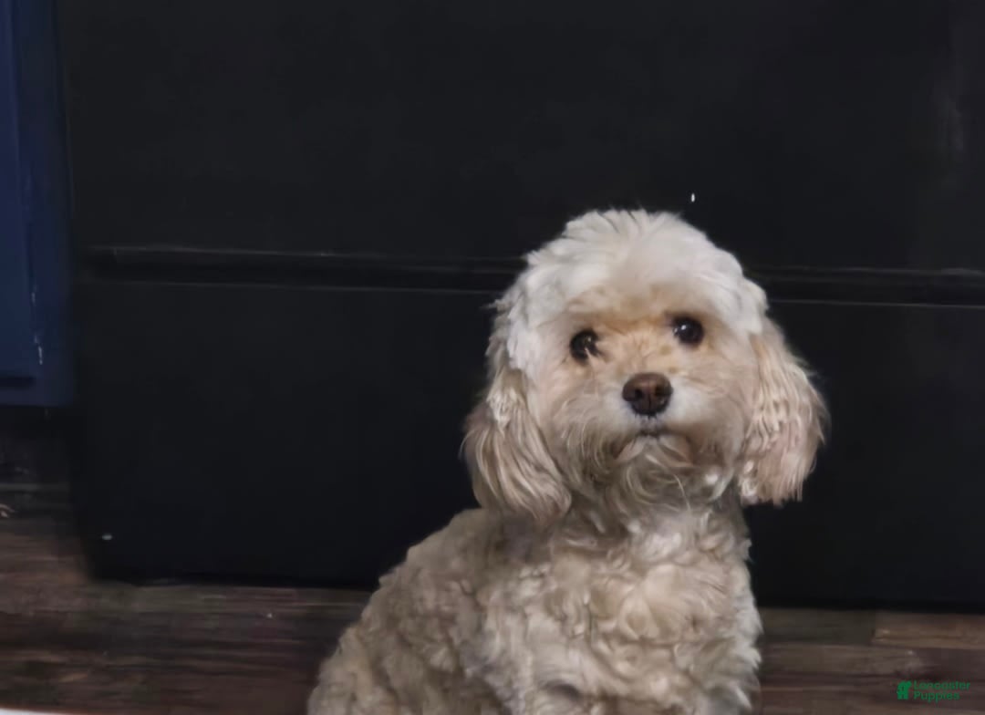 Cockapoo dogs for sale: Ashton - Image 2