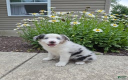 Miniature Australian Shepherd dogs for sale: Cyrus - Image 4