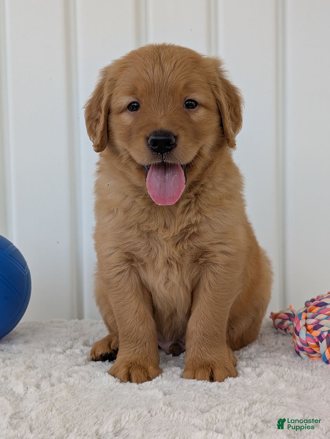 Golden Retriever dogs for sale: Porter - Image 23