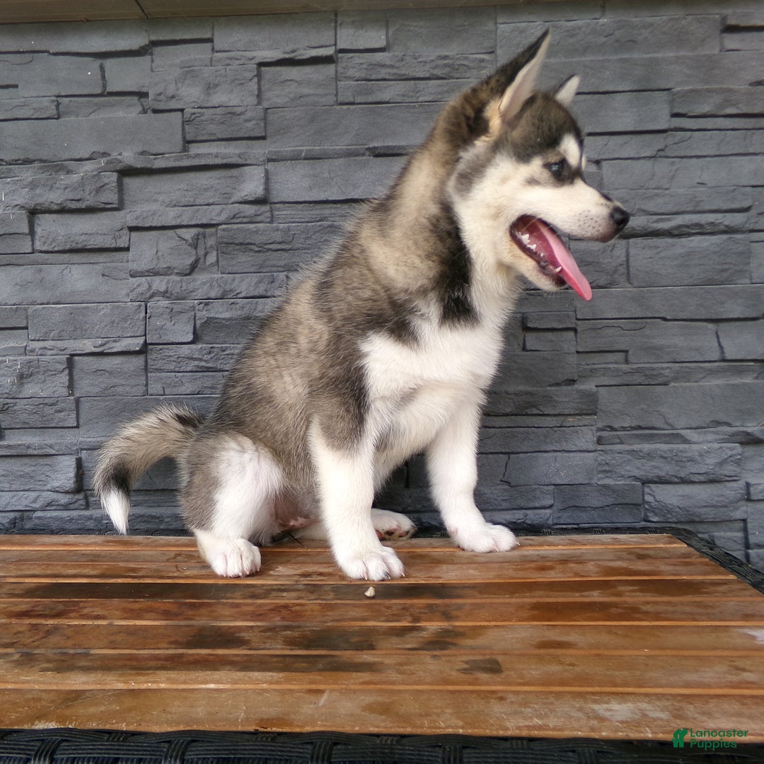 Pomsky dogs for sale: Sadie - Image 9