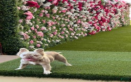 French Bulldog dogs for sale: Birkin - Image 17