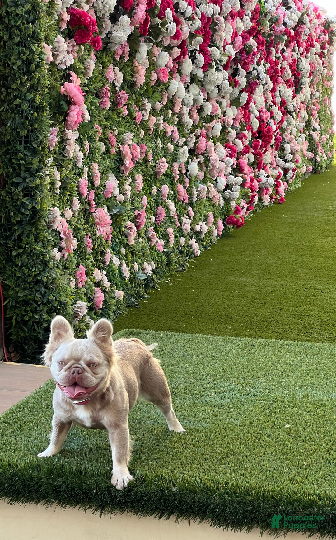 French Bulldog dogs for sale: Birkin - Image 17