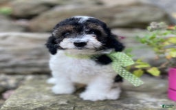 Miniature Poodle dogs for sale: Tobias - Image 1