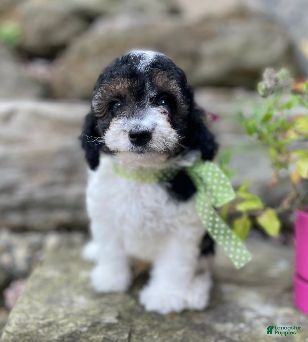 Miniature Poodle dogs for sale: Tobias - Image 1
