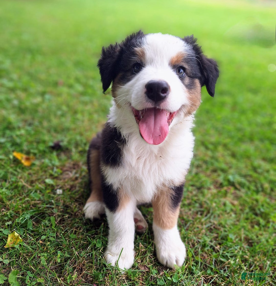 Australian Shepherd dogs for sale: Elliot - Image 9