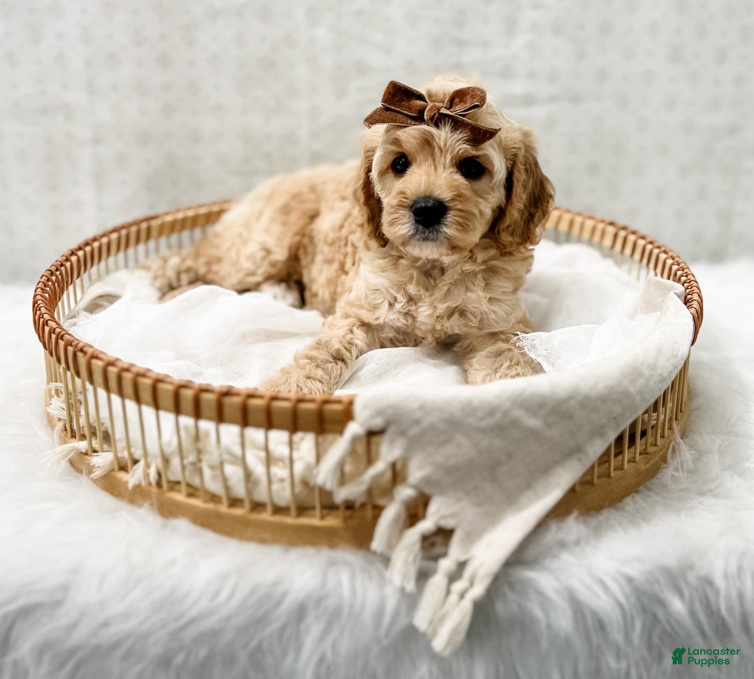 Cavapoo dogs for sale: Jackie - Image 1