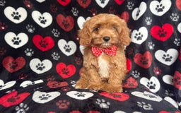 Cavapoo dogs for sale: Kona - Image 5
