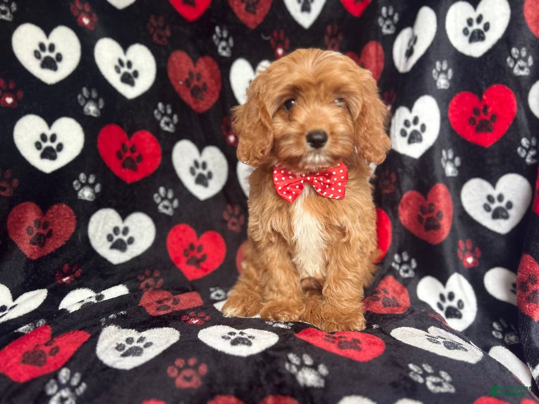 Cavapoo dogs for sale: Kona - Image 5