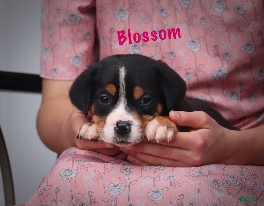 Greater Swiss Mountain Dog dogs for sale: Blossom - Image 3
