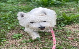 West Highland Terrier dogs for sale: Akc DNA clear Casper - Image 8