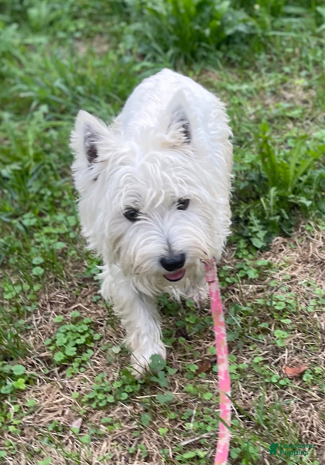 West Highland Terrier dogs for sale: Akc DNA clear Casper - Image 8
