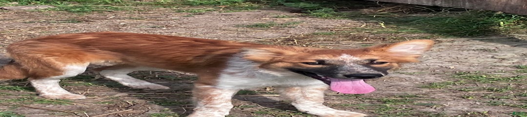 Bonnie