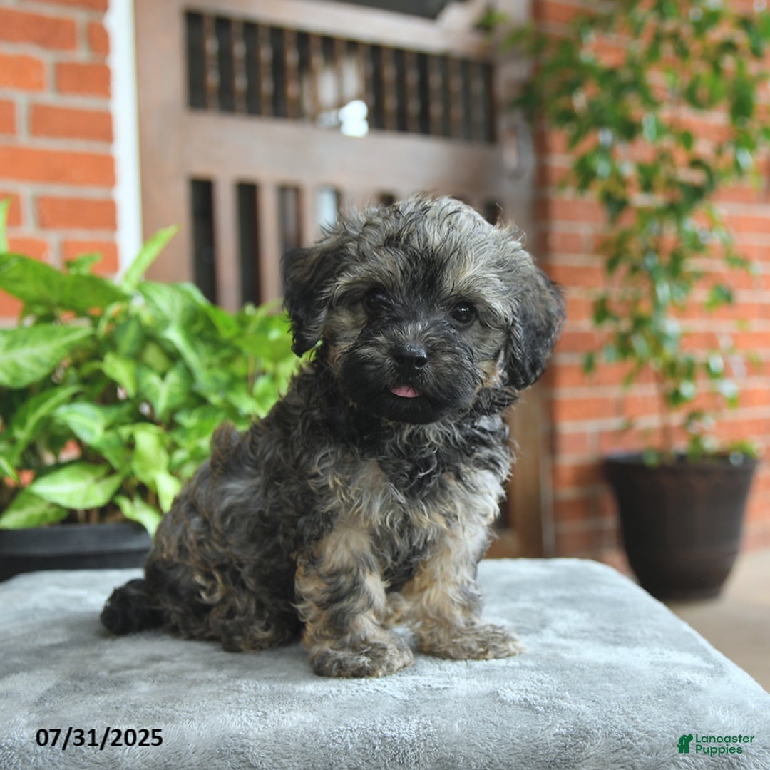 Havapoo dogs for sale: Gizmo - Image 2
