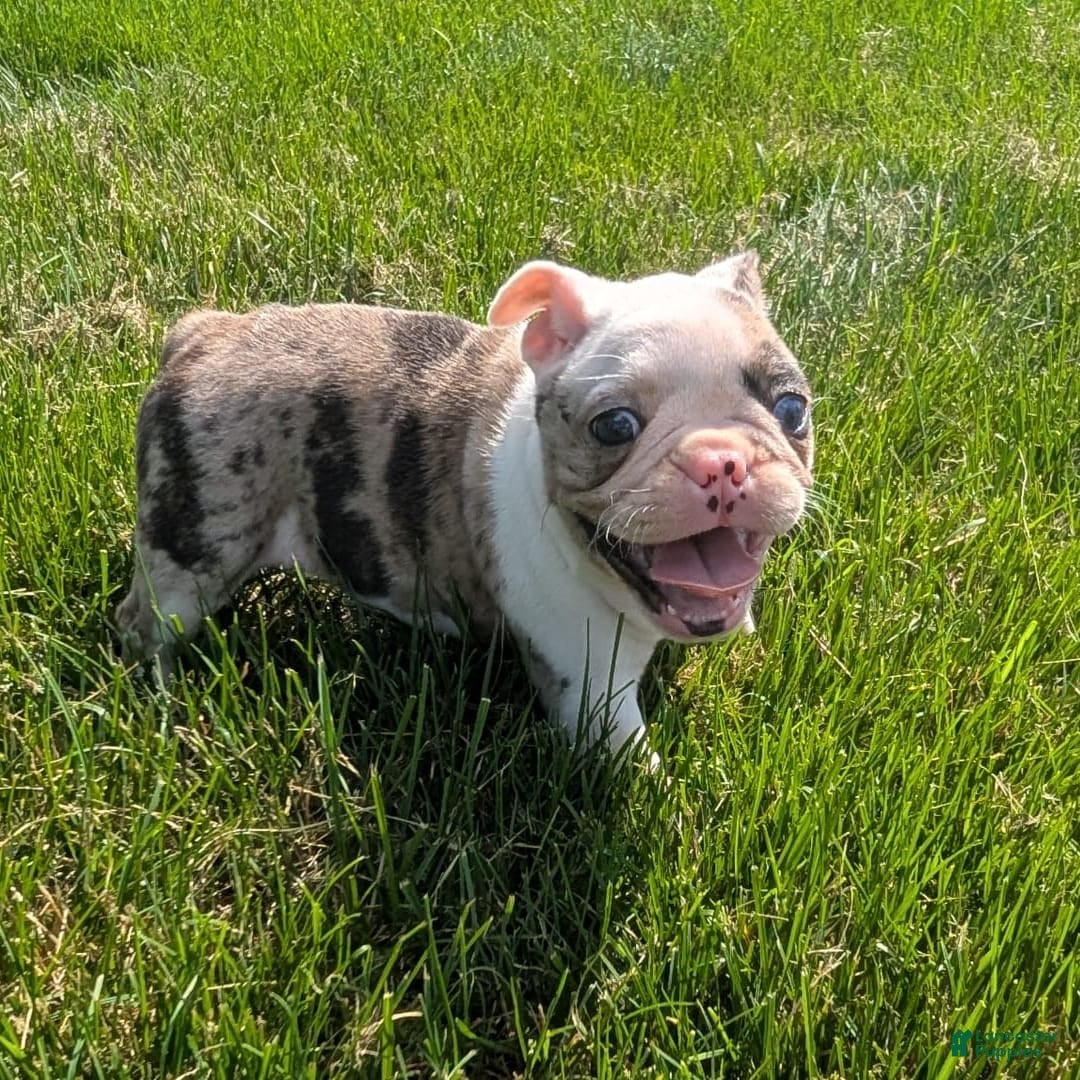 Frenchton dogs for sale: Noelle - Image 3