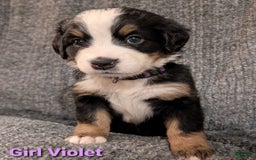 Bernese Mountain Dog dogs for sale: Violet - Image 1
