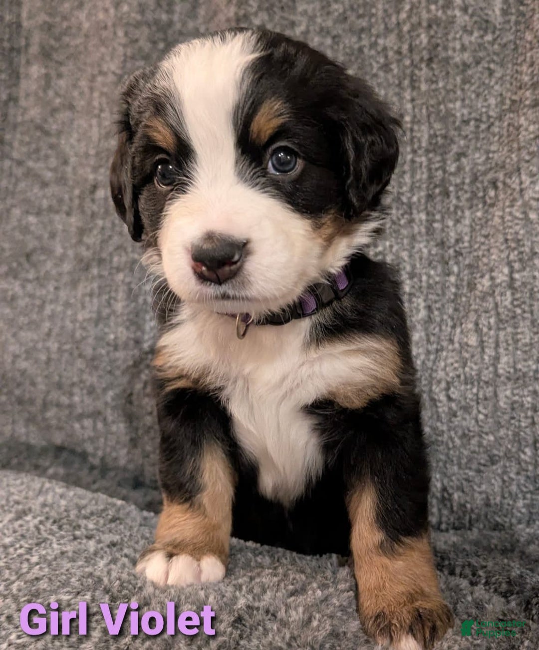 Bernese Mountain Dog dogs for sale: Violet - Image 1