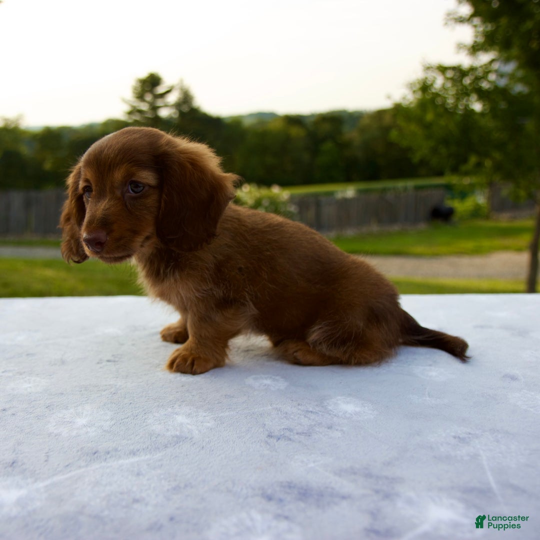 Miniature Dachshund dogs for sale: Skye - Image 9