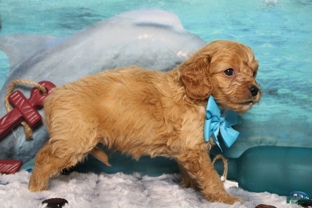 Cavapoo dogs for sale: Phoenix - Image 54
