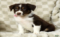 Miniature Australian Shepherd dogs for sale: Ava - Image 3