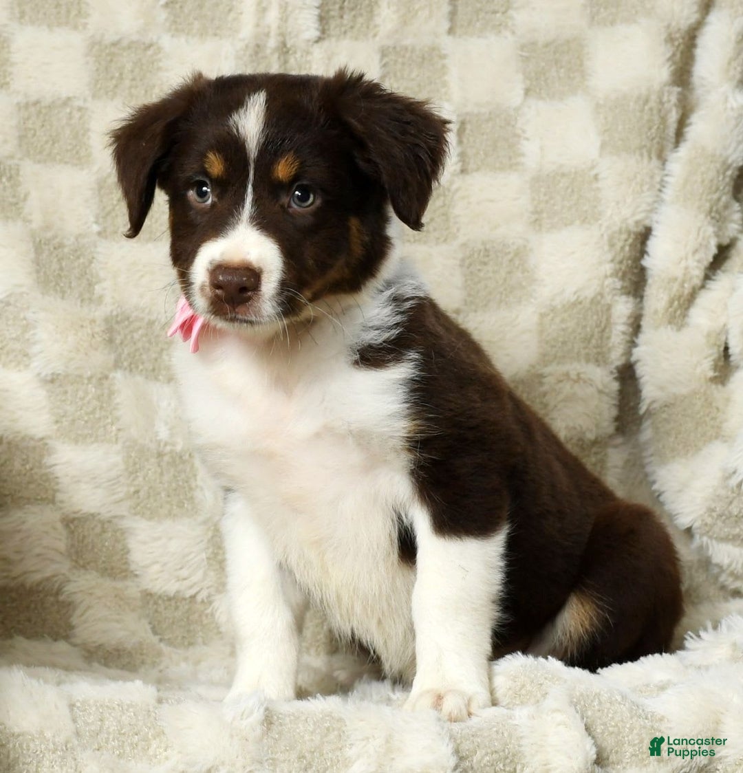 Miniature Australian Shepherd dogs for sale: Ava - Image 3
