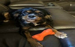 Cavalier King Charles Spaniel dogs for sale: Levi - Image 2