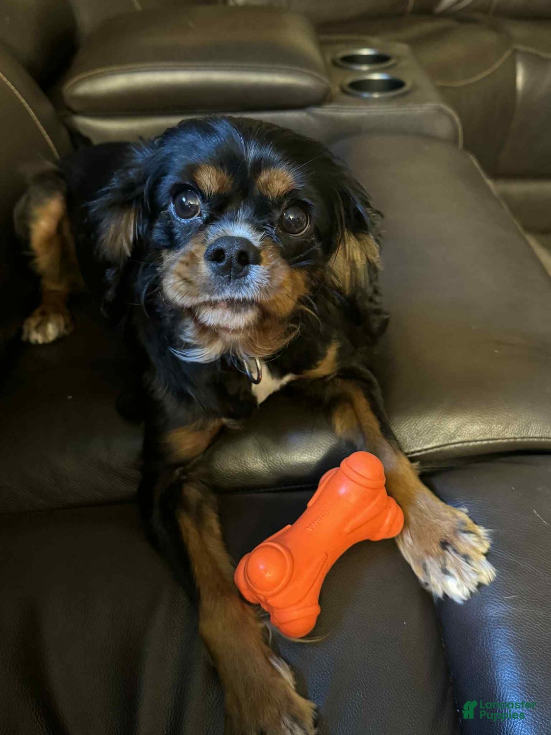 Cavalier King Charles Spaniel dogs for sale: Levi - Image 2