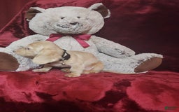 Miniature Dachshund dogs for sale: Butterbean - Image 5