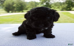 Miniature Poodle dogs for sale: Ollie - Image 4