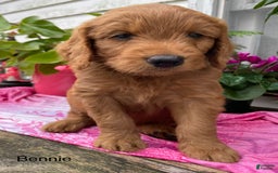 Goldendoodle dogs for sale: Bennie - Image 6