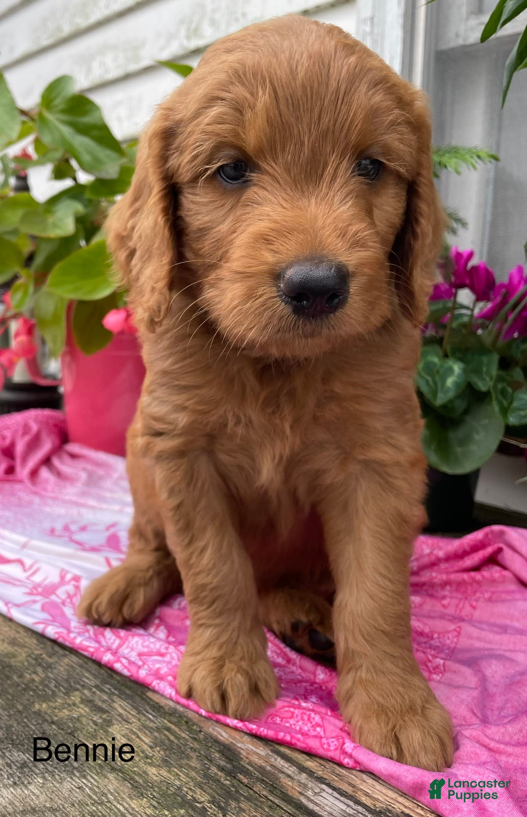 Goldendoodle dogs for sale: Bennie - Image 6