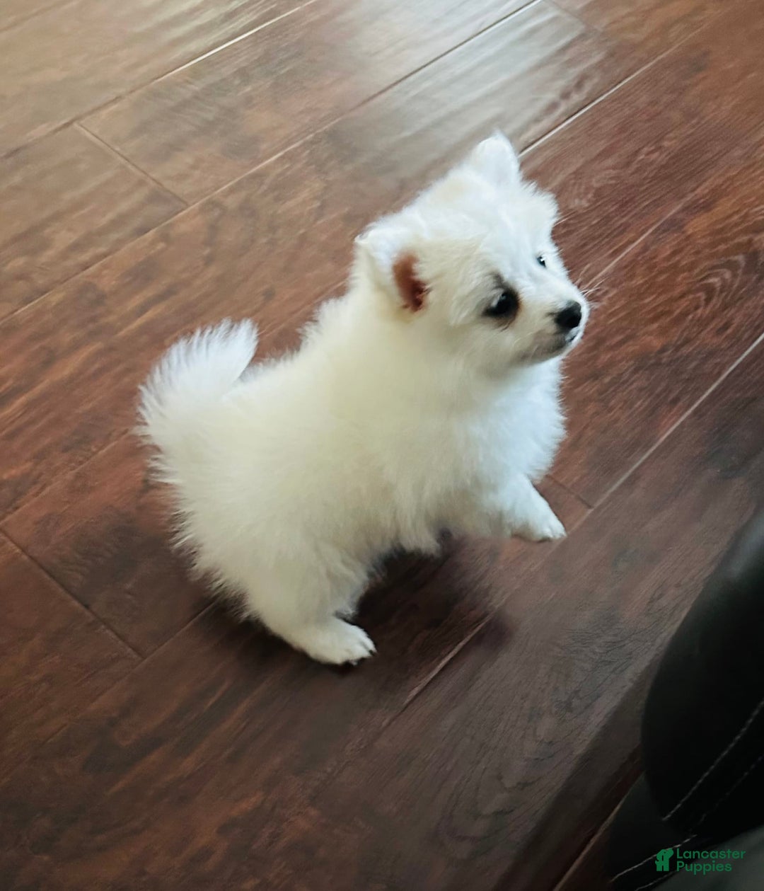 Pomeranian dogs for sale: White - Image 3