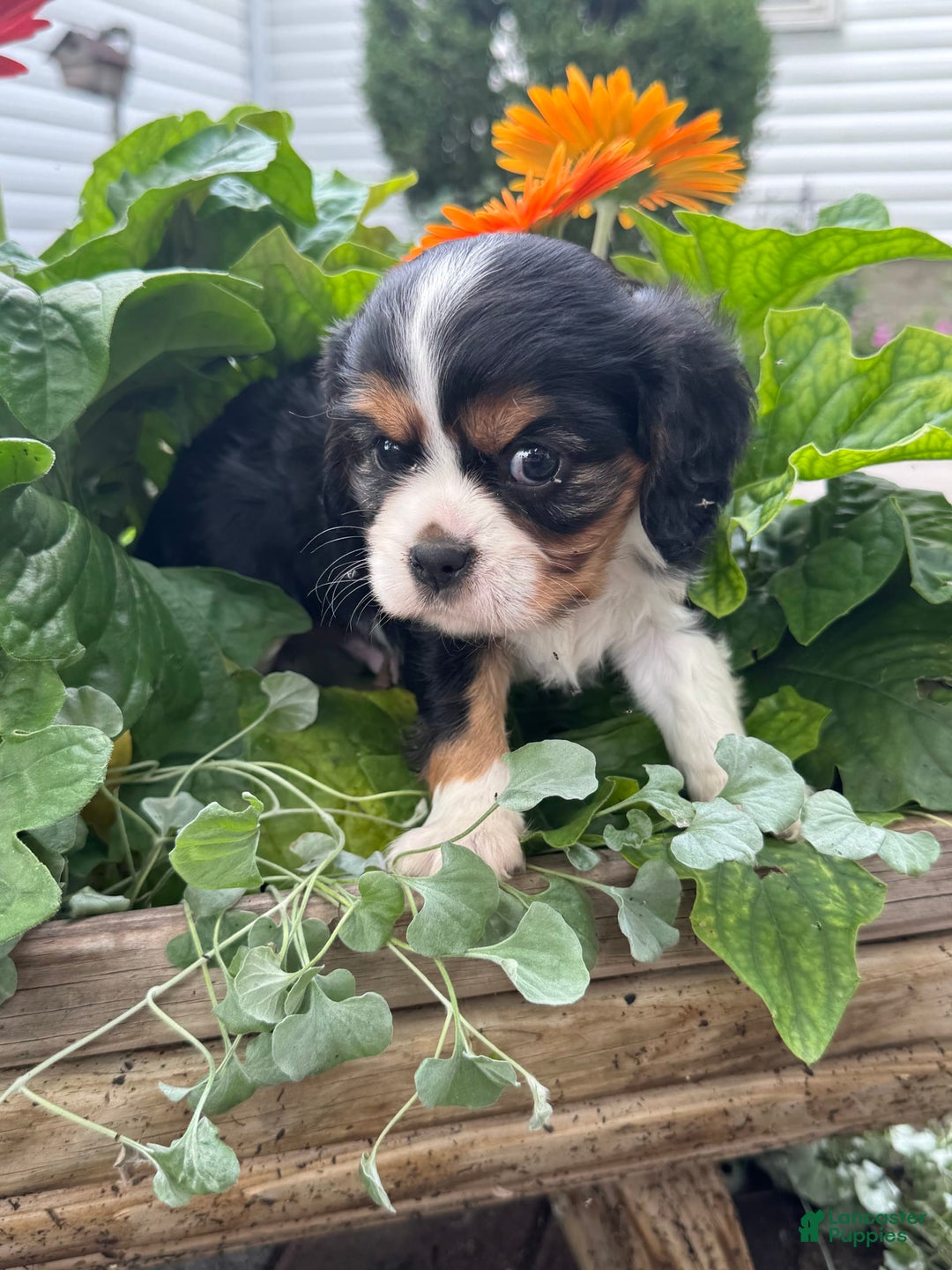 Cavalier King Charles Spaniel dogs for sale: Ray - Image 3
