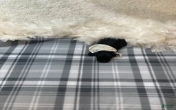 Morkie dogs for sale: Xander - Image 1