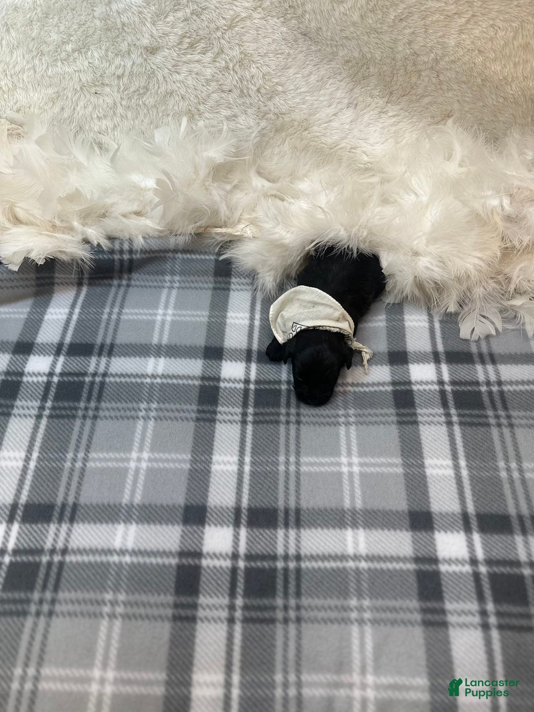 Morkie dogs for sale: Xander - Image 1