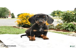 Miniature Dachshund dogs for sale: Chili - Image 4