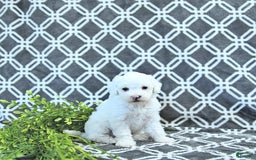 Mini Goldendoodle dogs for sale: Sophie - Image 13
