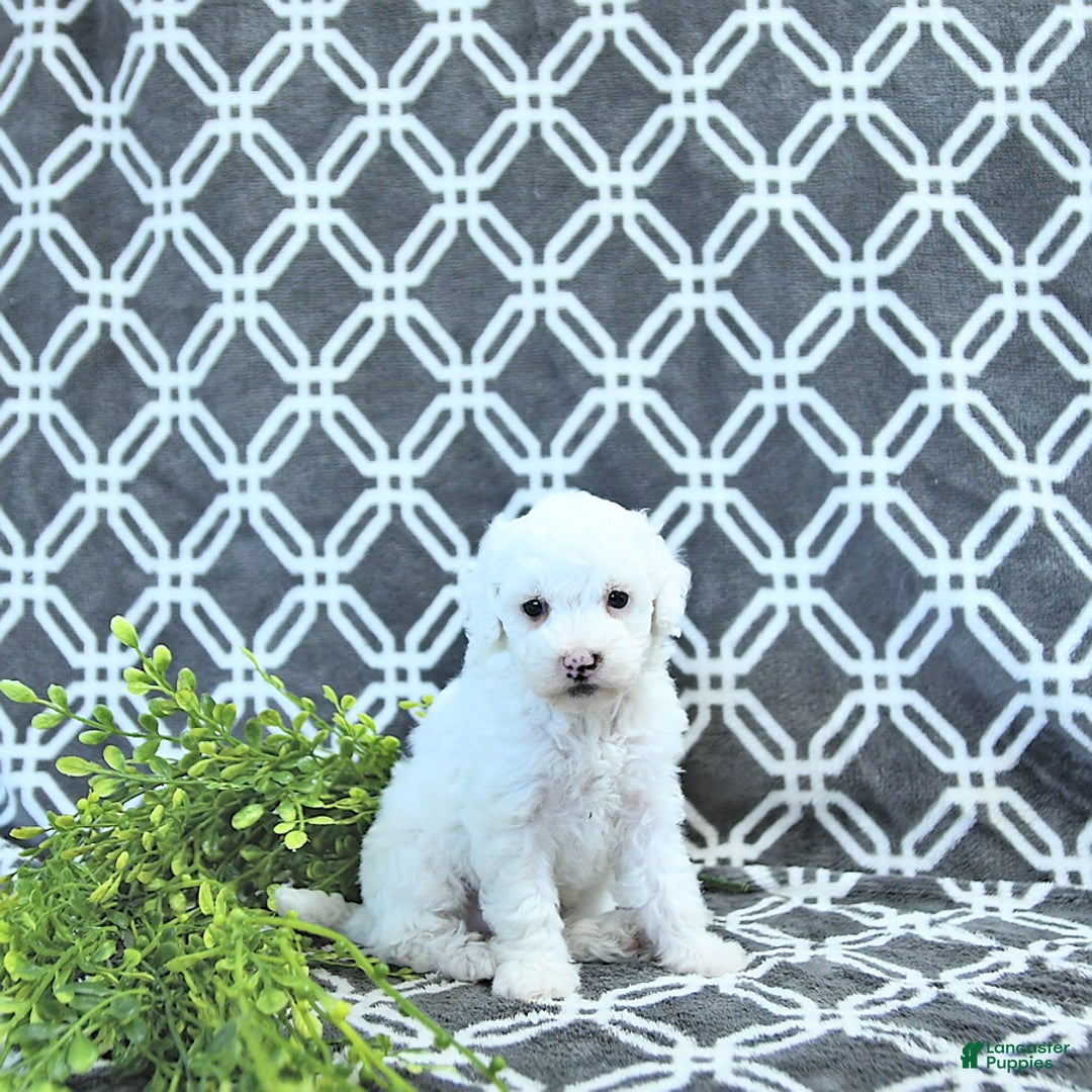 Mini Goldendoodle dogs for sale: Sophie - Image 13