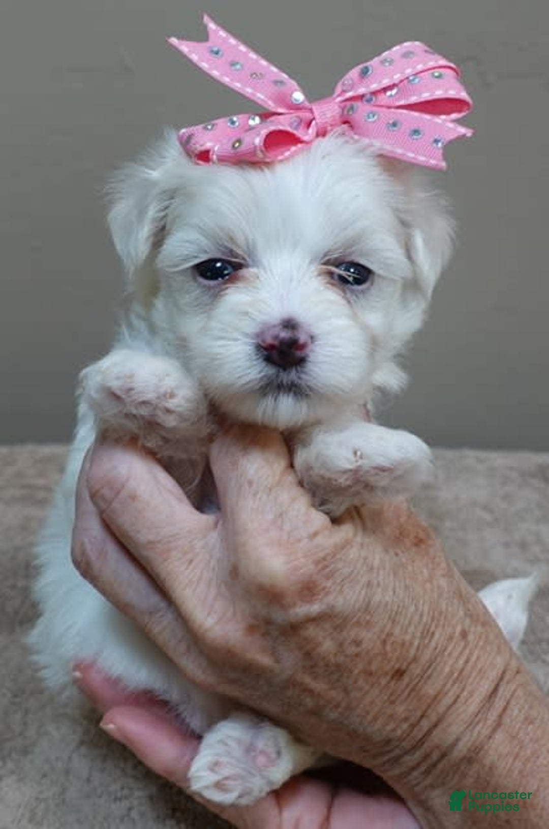 Maltese dogs for sale: Tessa - Image 10