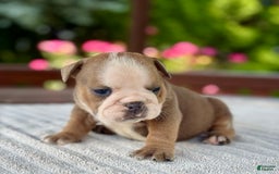 English Bulldog dogs for sale: Bonnie - Image 7