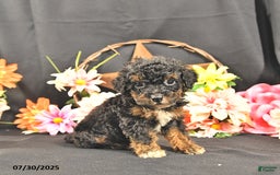 Miniature Poodle dogs for sale: Chester   Extra Small - Image 3